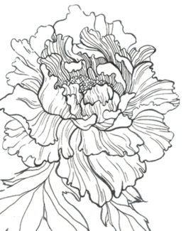 Coloriage pivoine22