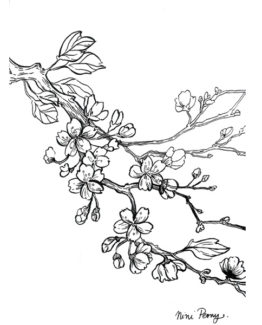 coloriage-ceriser2