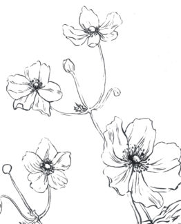 Coloriage Anemones1