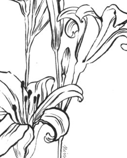 Coloriage Lys1