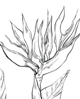Coloriage Oiseau de paradis1