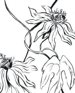 Coloriage Passiflore1