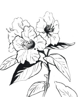 Coloriage Rhododendron1