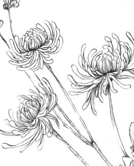 Coloriage-chrysantheme22