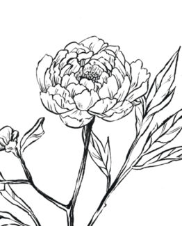 coloriage Pivoine III 1