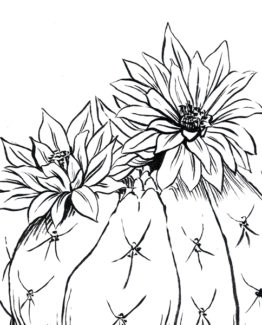 coloriage cactus1