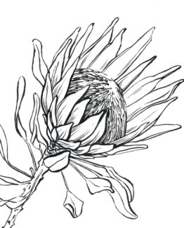 coloriage protea1