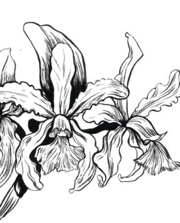 coloriage cattleya1